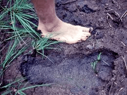 Bigfoot tracks #1.png