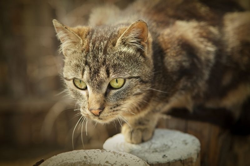 bigstock-Brown-cat-chasing-on-fence-19539572.jpg