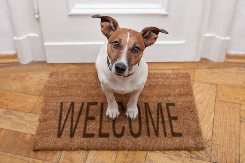 bigstock-Dog-Welcome-Home-36814013.jpg