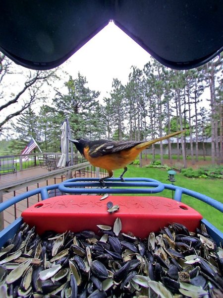 Bird Buddy Oriole.jpg