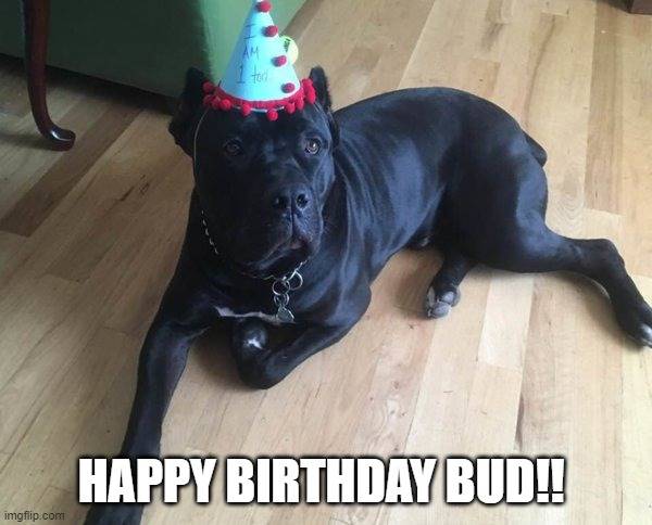 birthday bud.jpg