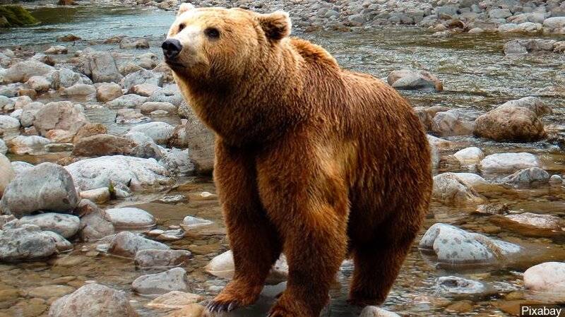 black bear.jpg