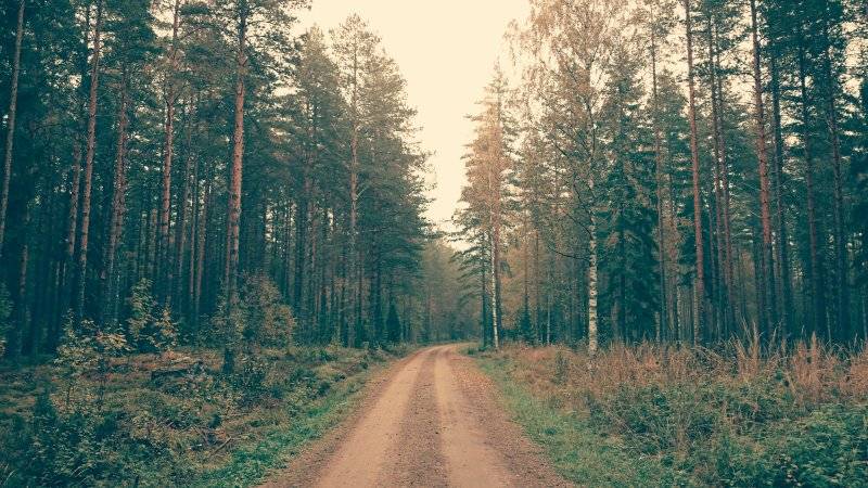 black forest.jpeg