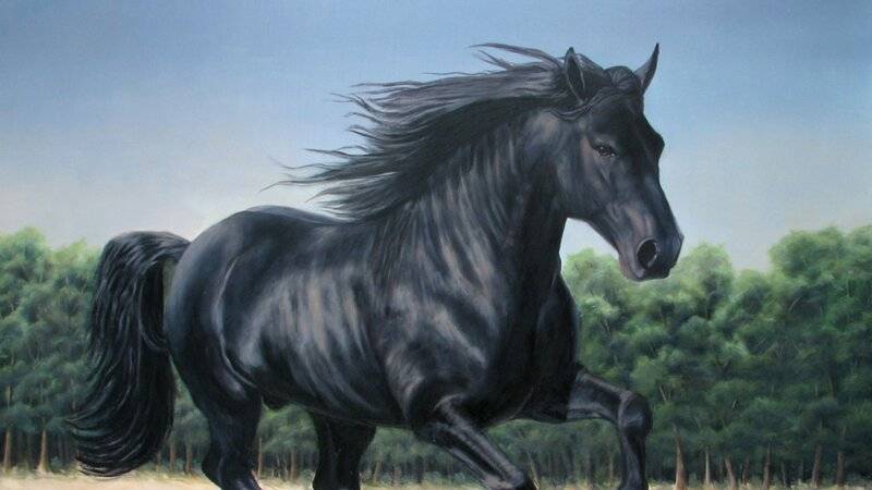 Black-Horse-Desktop-Wallpapers.jpeg