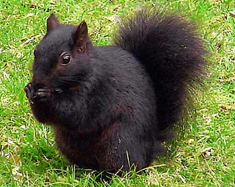 black-squirrel-bar2.jpg