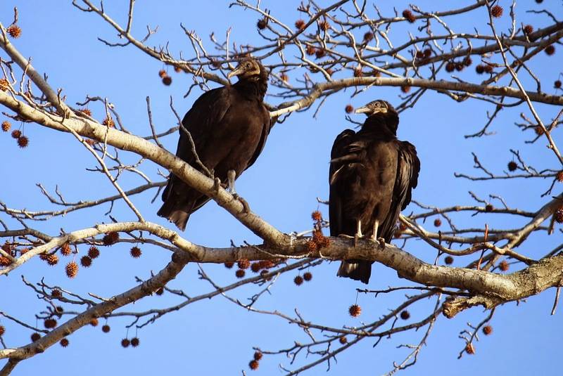 Black-Vultures-.jpg