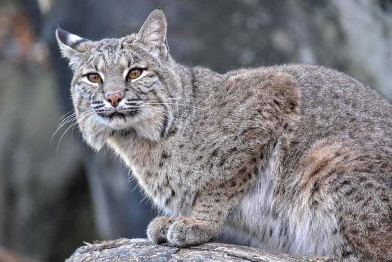 bobcat.jpg