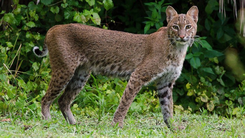 bobcat.jpg