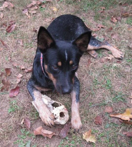 Brittania_w_deer_skull.JPG