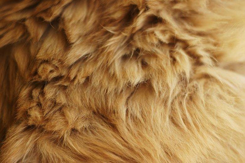 brown-animal-fur-texture-1-780x520.jpg