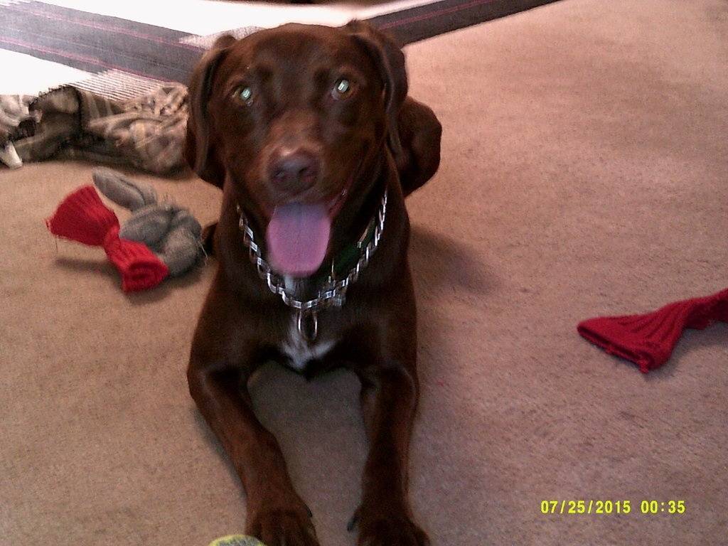 Bubba 7-25-2015 #2.JPG