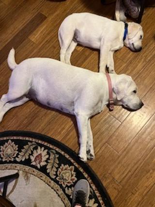 Budnicks Baron Budnicks of Uhl & his mom laying on the floor.jpg