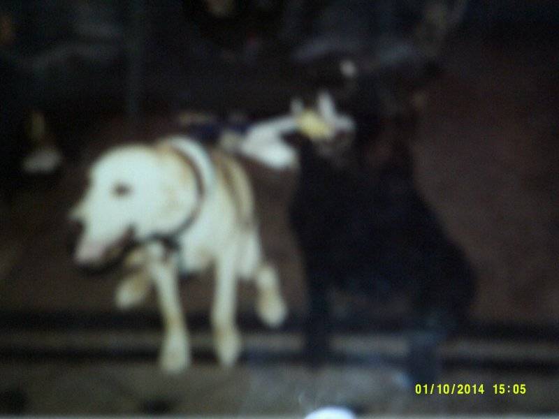 Budnicks Dog Duke & Dan.JPG