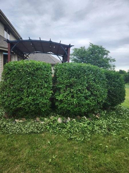 Bushes .jpg