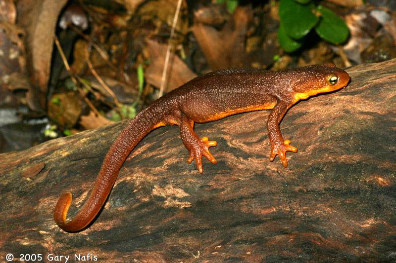 California Newt -Poisonous Salamander-.jpg
