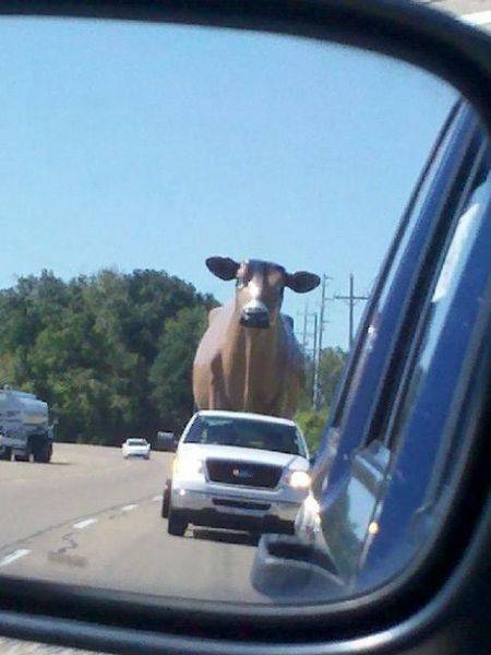 car-fails-403.jpg