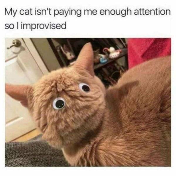 cat-memes-9380380416.jpg