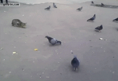 Cat Pigeons gif.gif
