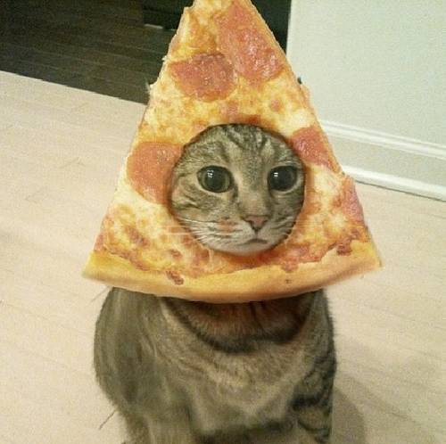 cat-pizza-head-cat-head-through-pizza-slice-1410467552v.jpg