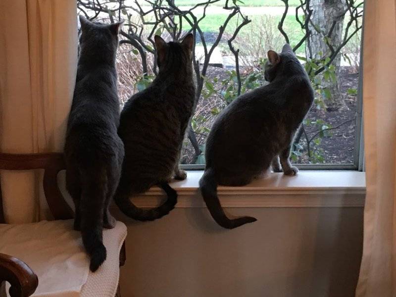 cats in window.JPG
