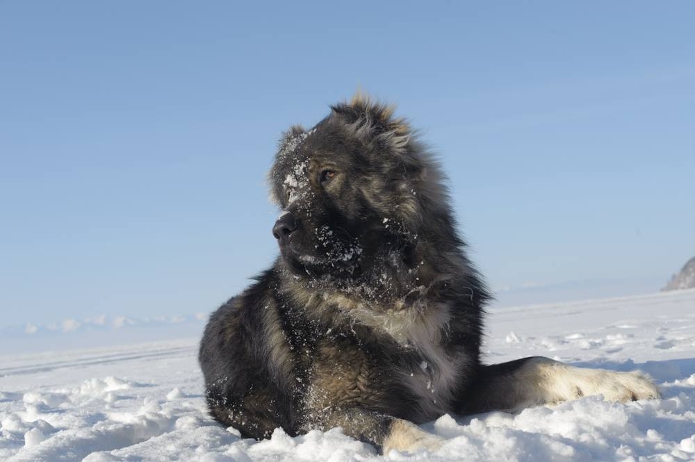Caucasian ovcharka, a dog used to hunt bears.jpg