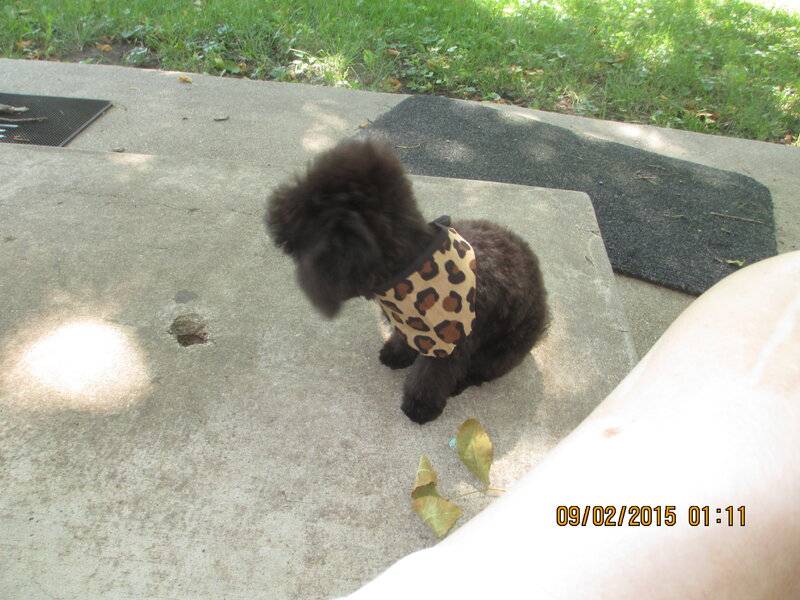 Dog poop Page 3 For B Bodies Only Classic Mopar Forum