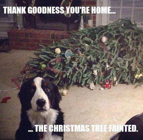 Christmas Tree Dog the tree fainted.jpg