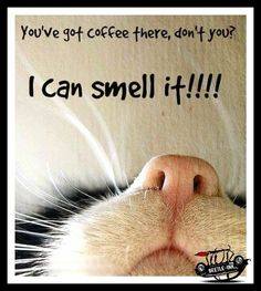 coffee cat.jpg