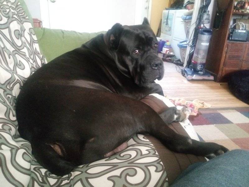 couch2.jpg