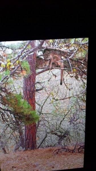 Cougar 2.jpg