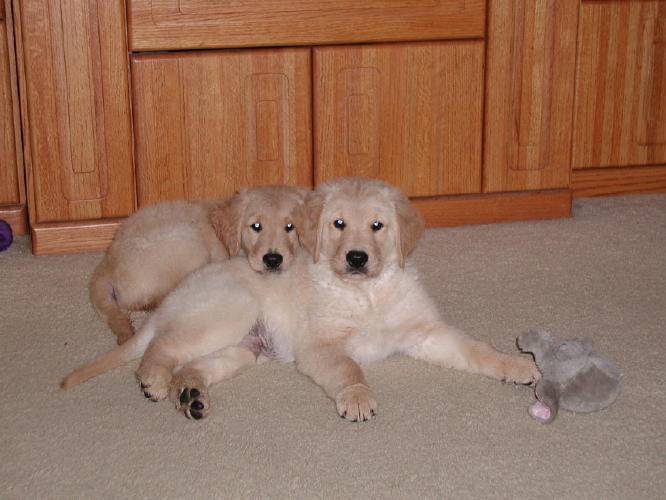 Daisy&Dakota@9wks.jpg