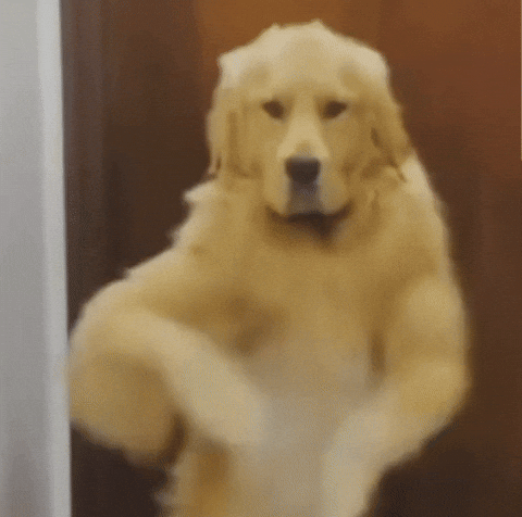 DancingDog.gif