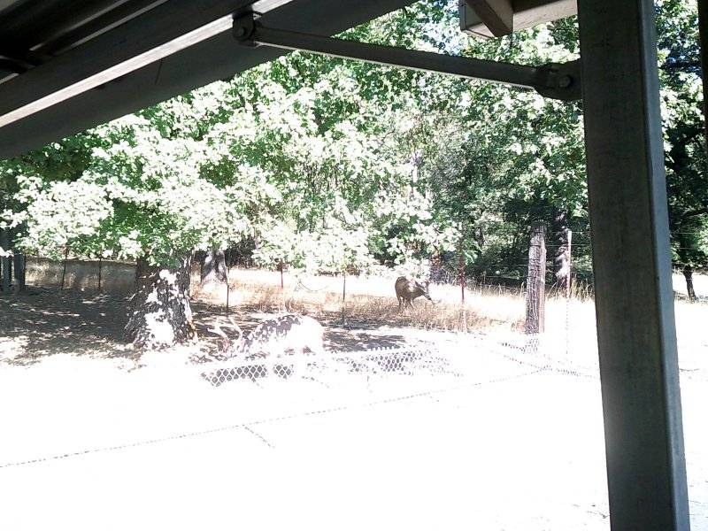 Deer 7 Big Bucks shedding Velvet 009.JPG