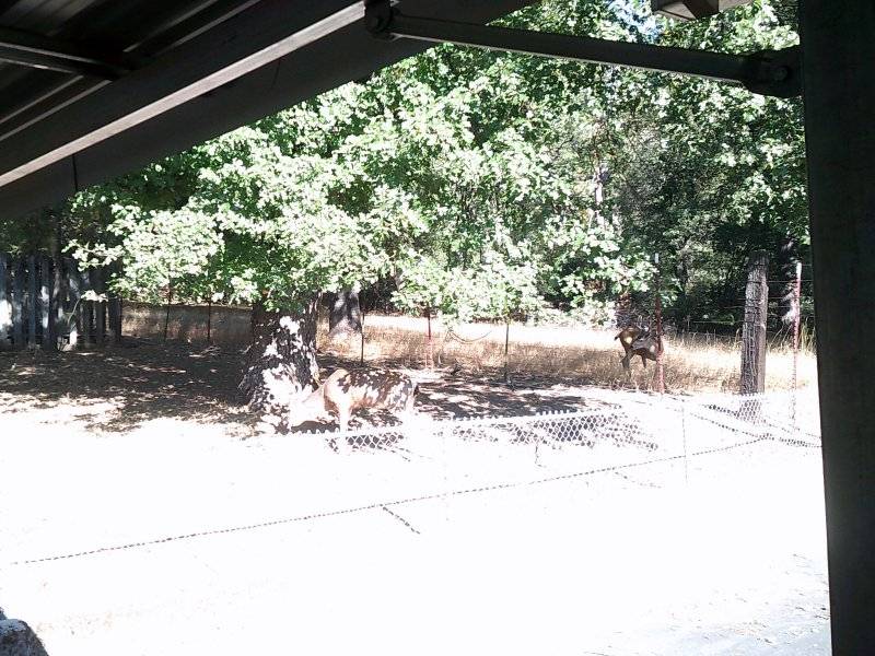 Deer 7 Big Bucks shedding Velvet 011.JPG