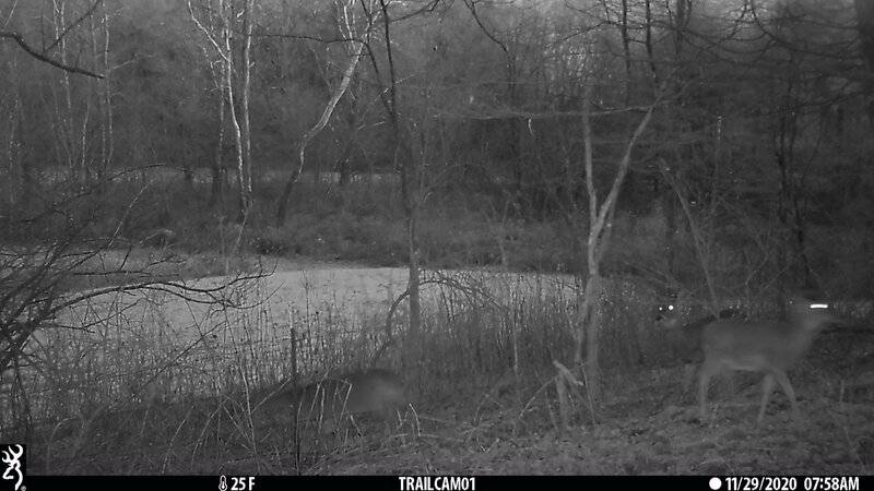 DEER CAMERA.JPG