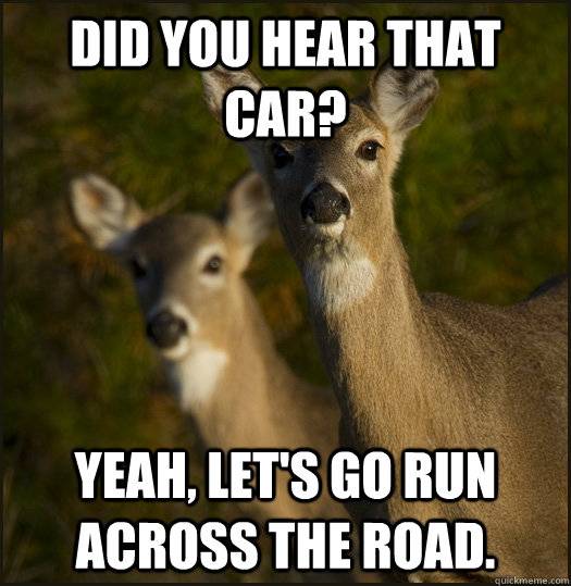 Deer did you hear that car -lets go run across the road-.jpg