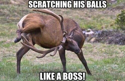 Deer Elk scratching his balls like a boss.jpg