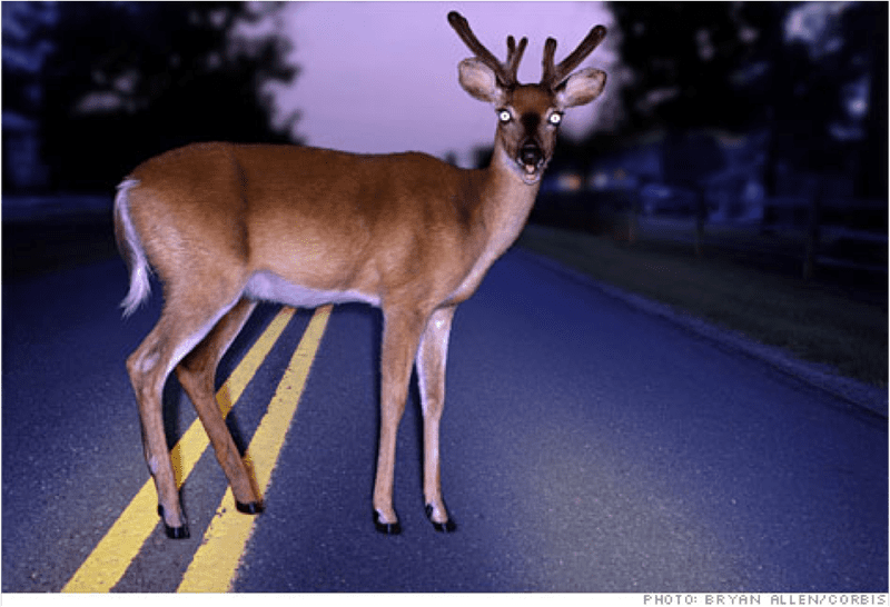 Deer in the headlights.png
