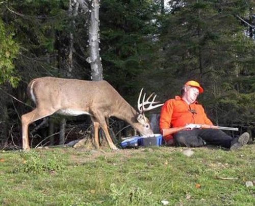 Deer Stealing Hunters food.jpg