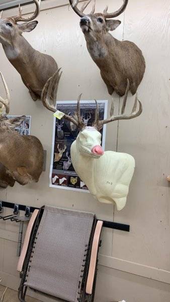 deer3.jpg