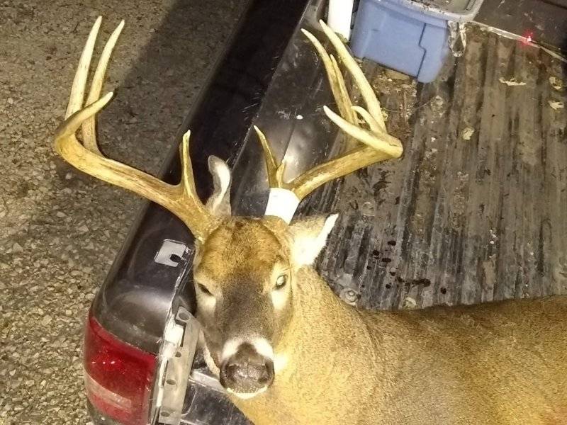 deer6.jpg