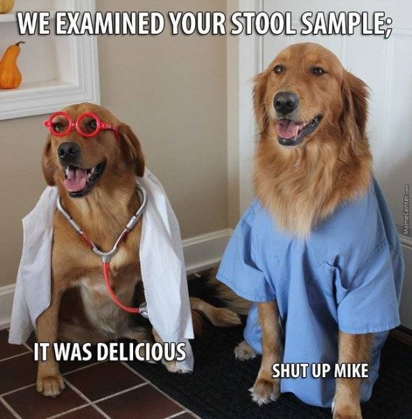doctor-dogs_o_3140615-1898941681.jpg