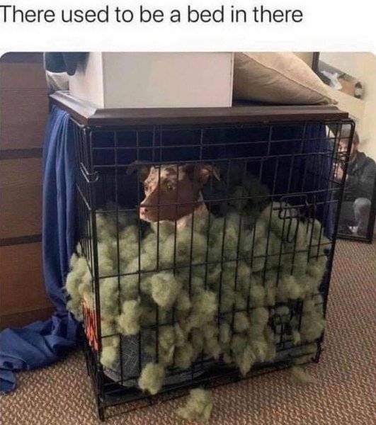 dog 3.jpg