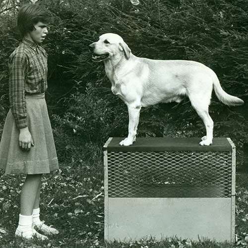 Dog AKC Labrador-Retriever-History-01.jpg