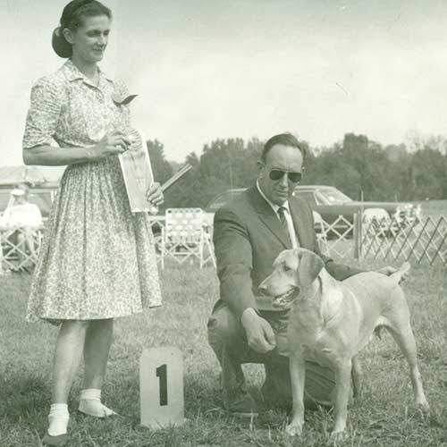 Dog AKC Labrador-Retriever-History-04.jpg