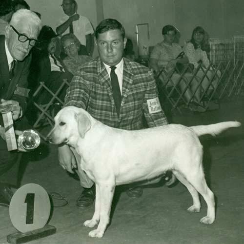 Dog AKC Labrador-Retriever-History-05.jpg