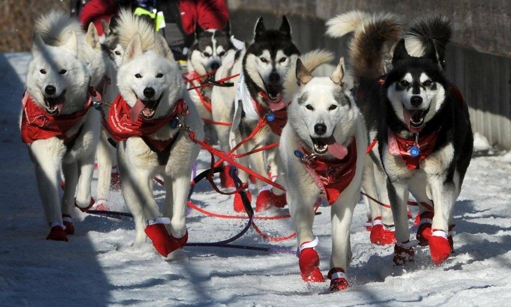 Dog Alaska Iditarod Anchorage - Nome Sled-dog Race 2014 #2.jpg