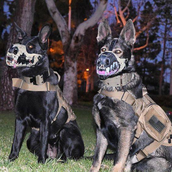 Dog Belgian Malinious Military dogs with funny muzzels.jpg
