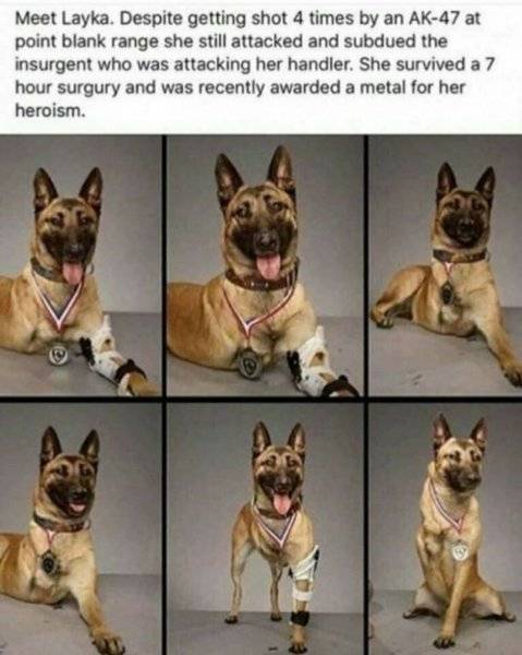 Dog Belgin Malanious service dog Layka soldiers.jpg
