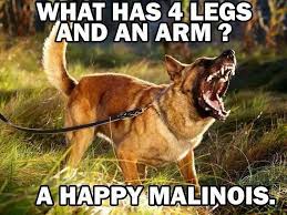 Dog Belgin what has 4 legs & an arm - A happy Melinois.jpeg